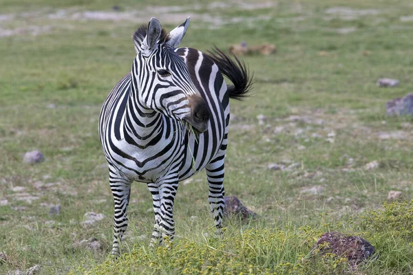 Stepowa Zebra Equus Quagga Lub Koniowata Kra Amboseli Park Narodowy — Zdjęcie stockowe