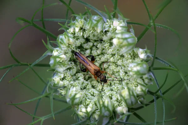 Real Donow Beetle Oedemera Podagrariae — Stock Photo, Image