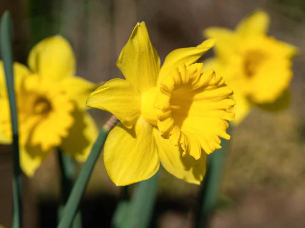 Daffodil Narcissus Pseudonarcissus Vårblomster – stockfoto