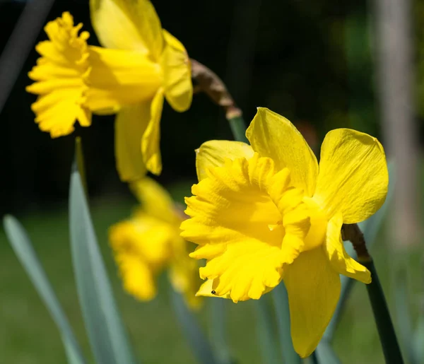 Nergis Narcissus Pseudonarcissus Ilkbaharın Çiçekleri — Stok fotoğraf