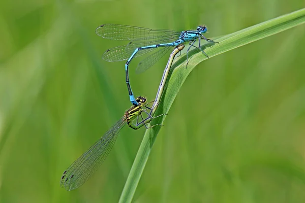 Paarungsrad Potcoavă Menajeră Coenagrion Puella — Fotografie, imagine de stoc