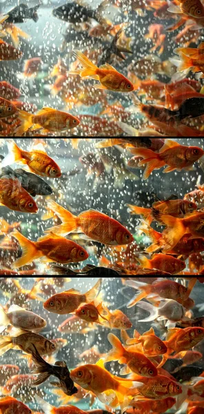 Крупный План Золотых Рыбок Аквариуме — стоковое фото