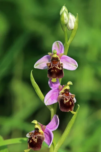 Bumblebee Ragwurz Ophrys Holoserica Fleurit Dans Liliental Chez Vous — Photo