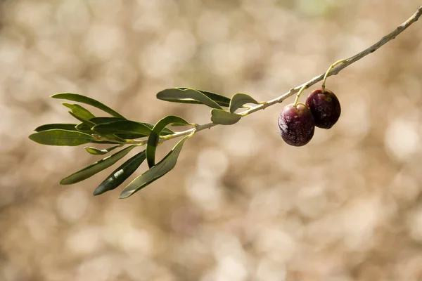 Close Shot Van Een Olijfboom — Stockfoto