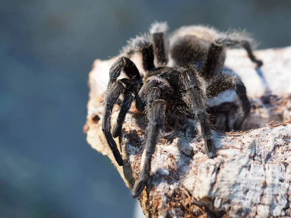 Brasilianische Vogelspinne Parahybana Parahybana — Stockfoto