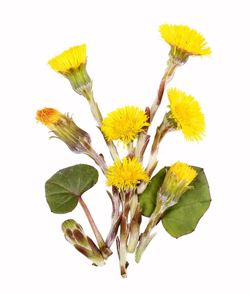 Coltsfoot Flowers Battery — kuvapankkivalokuva