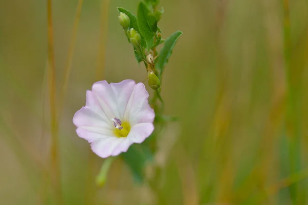 Wiatry Convolvulus Arvensis — Zdjęcie stockowe