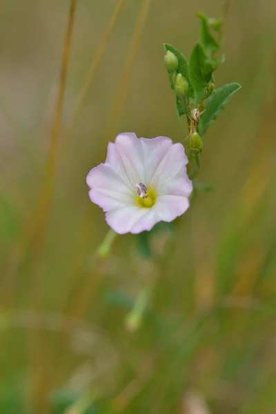 Wiatry Convolvulus Arvensis — Zdjęcie stockowe