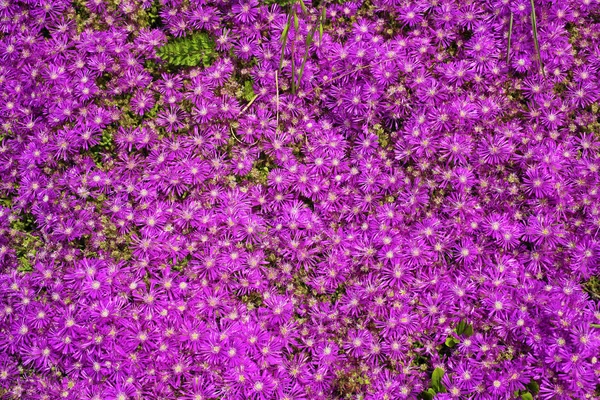 Nahaufnahme Von Rosa Blumen Garten — Stockfoto