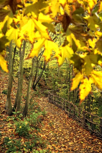 Podzimní Listy Podzimní Zeleň — Stock fotografie