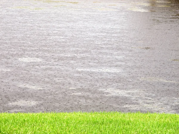 Una Imagen Lluvia Florida — Foto de Stock