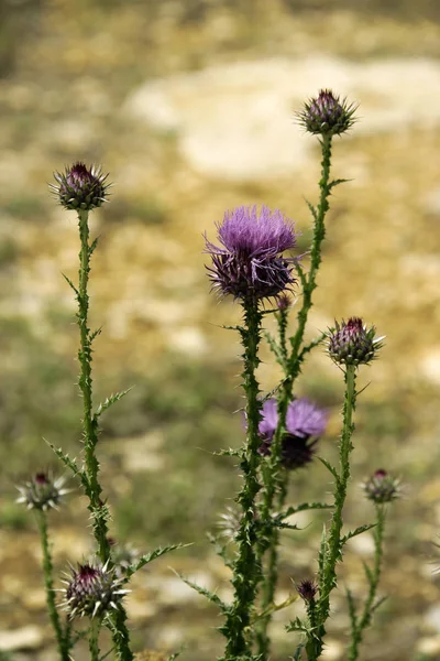 Cerrar Tiro Flor Espinosa Naturaleza — Foto de Stock