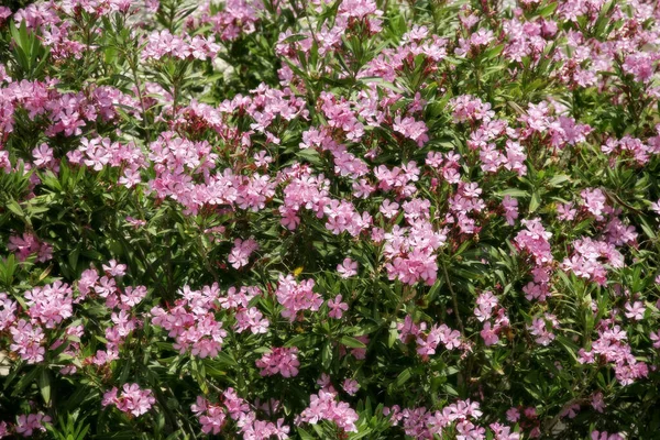 Gros Plan Des Fleurs Roses Dans Jardin — Photo