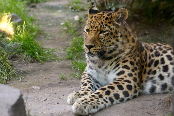 Leopardenpanthera Pardus Ruht — Stockfoto