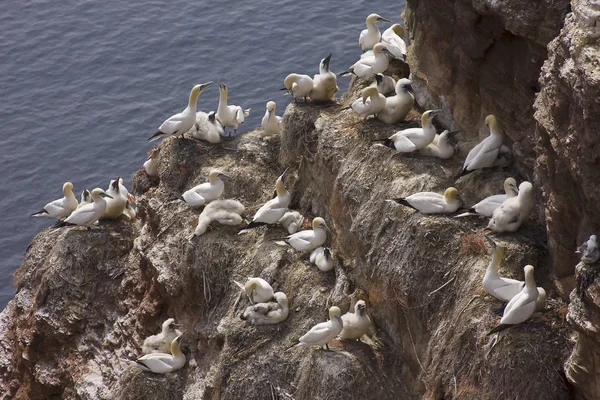 Colônia Gannet Norte Morus Bassanus Ilha Helgoland Alemanha — Fotografia de Stock