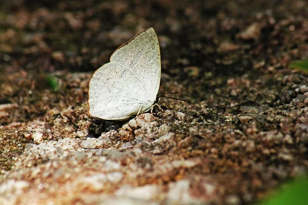 Dentate Zonnestraal Rotsachtige Grond — Stockfoto