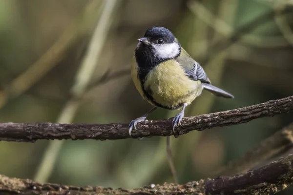 Great Tit Branches — Stok fotoğraf