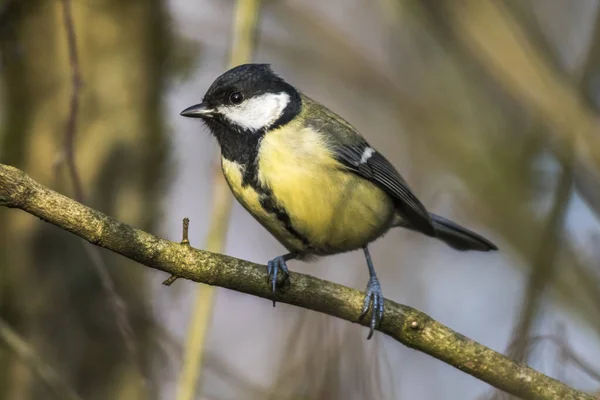 Great Tit Branches — Stok fotoğraf