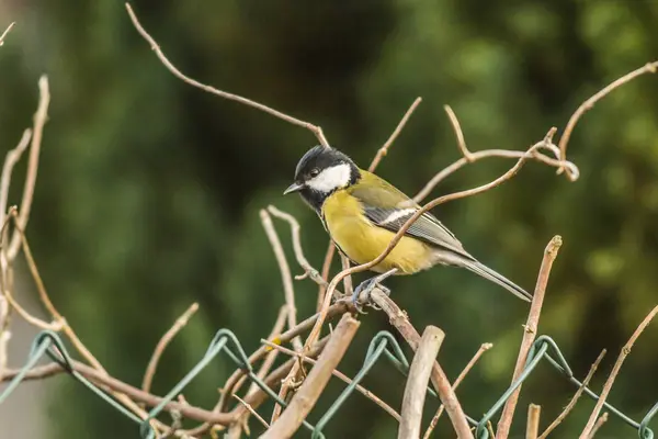 Great Tit Branches — Stockfoto
