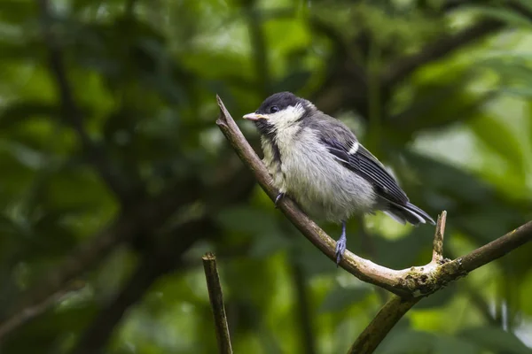 Great Tit Branches — Stock Photo, Image