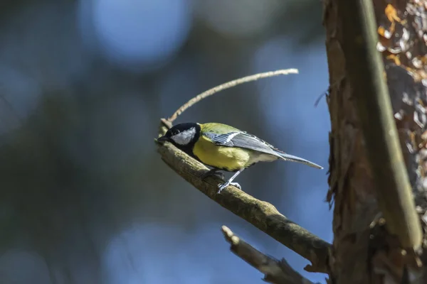 Great Tit Branches — Foto Stock