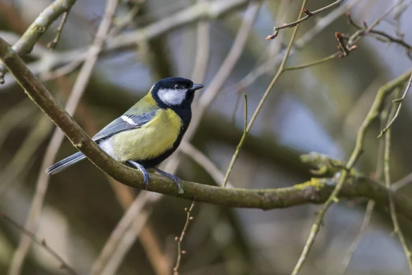 Great Tit Branches — Stockfoto