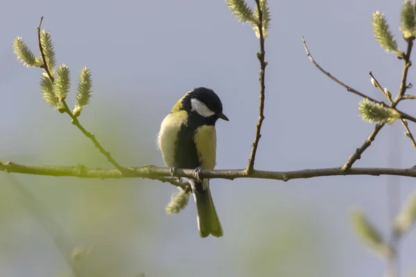 Great Tit Branches — Φωτογραφία Αρχείου