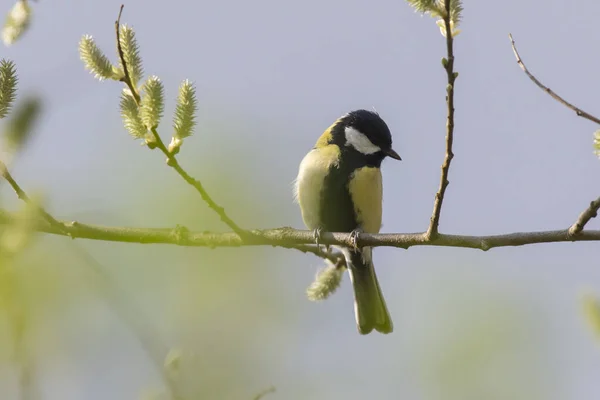 Great Tit Branches — Φωτογραφία Αρχείου