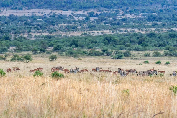 Zebra Impala Juntos Planície Africana — Fotografia de Stock