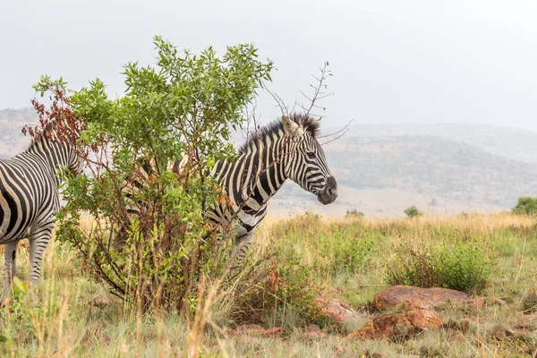 Burchels Zebra Parque Nacional Pilanesberg África Sul — Fotografia de Stock