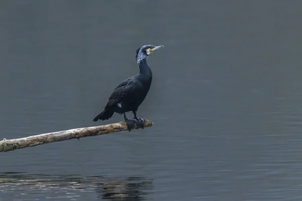 Schilderachtig Uitzicht Prachtige Aalscholver Vogel Natuur — Stockfoto