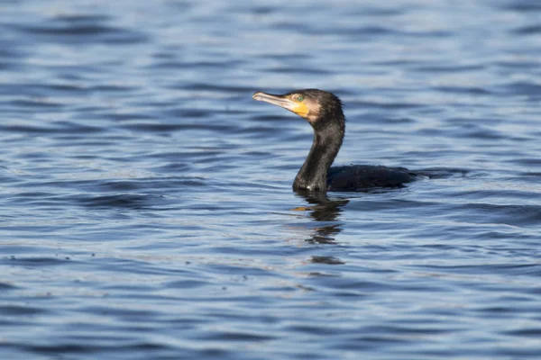 Vacker Utsikt Över Vackra Skarv Fågel Naturen — Stockfoto