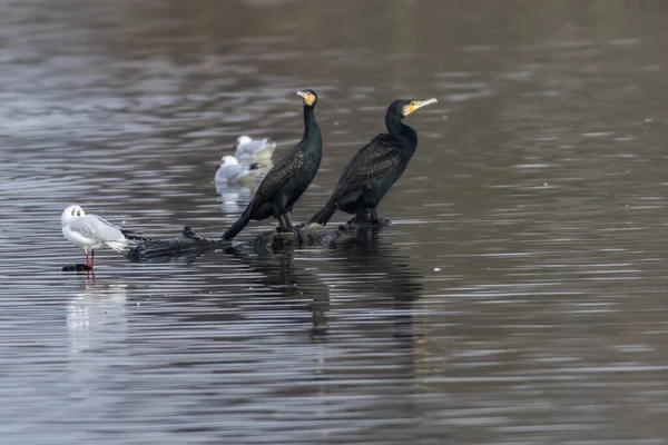 Vista Panorámica Hermoso Pájaro Cormorán Naturaleza — Foto de Stock