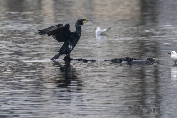 Vista Panorámica Hermoso Pájaro Cormorán Naturaleza — Foto de Stock