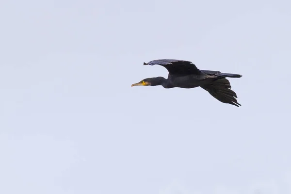 Schilderachtig Uitzicht Prachtige Aalscholver Vogel Natuur — Stockfoto