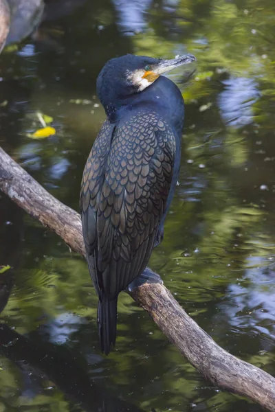 Vacker Utsikt Över Vackra Skarv Fågel Naturen — Stockfoto