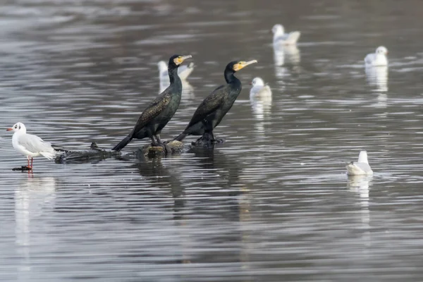 Vista Panorámica Hermoso Pájaro Cormorán Naturaleza — Foto de Stock