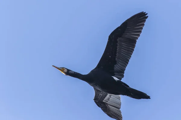 Vue Panoramique Magnifique Oiseau Cormoran Nature — Photo