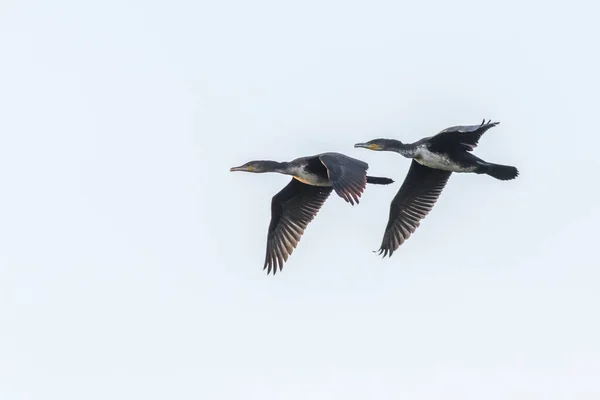 Vista Panorámica Hermoso Pájaro Cormorán Naturaleza — Foto de Stock