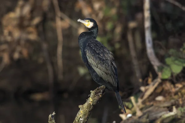 Vista Panorámica Hermoso Pájaro Cormorán Naturaleza — Foto de Stock