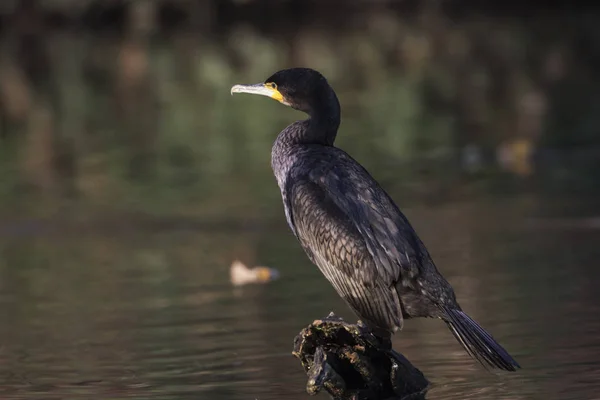 Vista Panoramica Bellissimo Uccello Cormorano Natura — Foto Stock