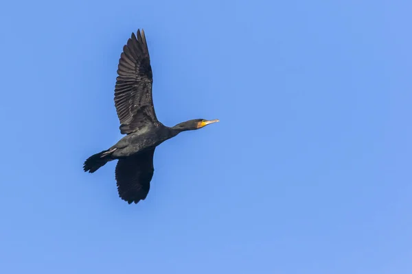 Schilderachtig Uitzicht Prachtige Aalscholver Vogel Natuur — Stockfoto