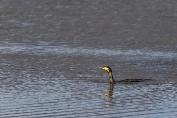 자연계에 아름다운 군함새의 — 스톡 사진
