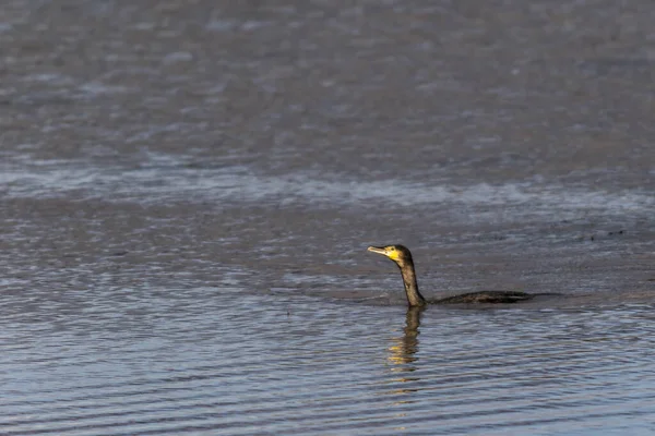 Vista Panorámica Hermoso Pájaro Cormorán Naturaleza — Foto de Stock