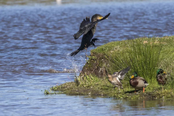 自然の中で美しい鵜の鳥の風景 — ストック写真