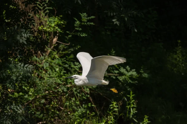 Împachetator Zăpadă Terenul Său Vânătoare — Fotografie, imagine de stoc