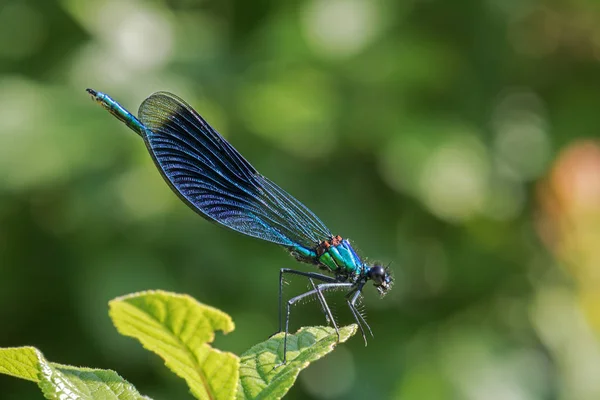 Closeup Macro View Dragonfly Insect — Stock Photo, Image