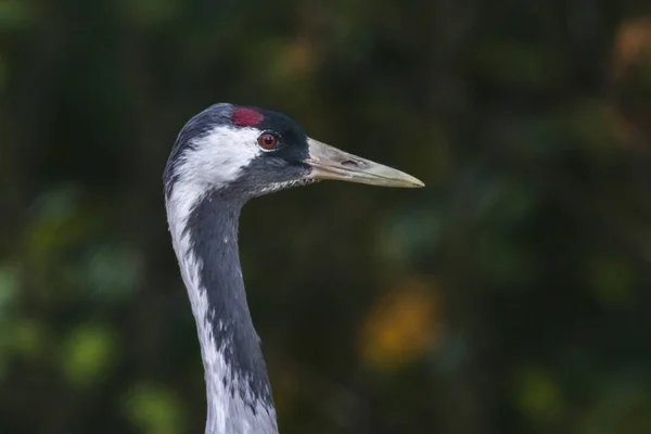 Les Grues Communes Dans Vol Dessus Homburg — Photo