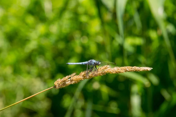 Flèche Bleue Sud Repose Sur Une Tige — Photo