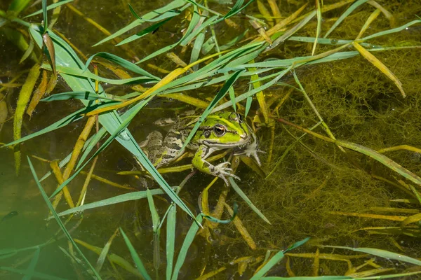 池の水のカエル — ストック写真